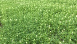 Camborne Monitor Farm summer walk: Breaking and entering – protein crops and weeds